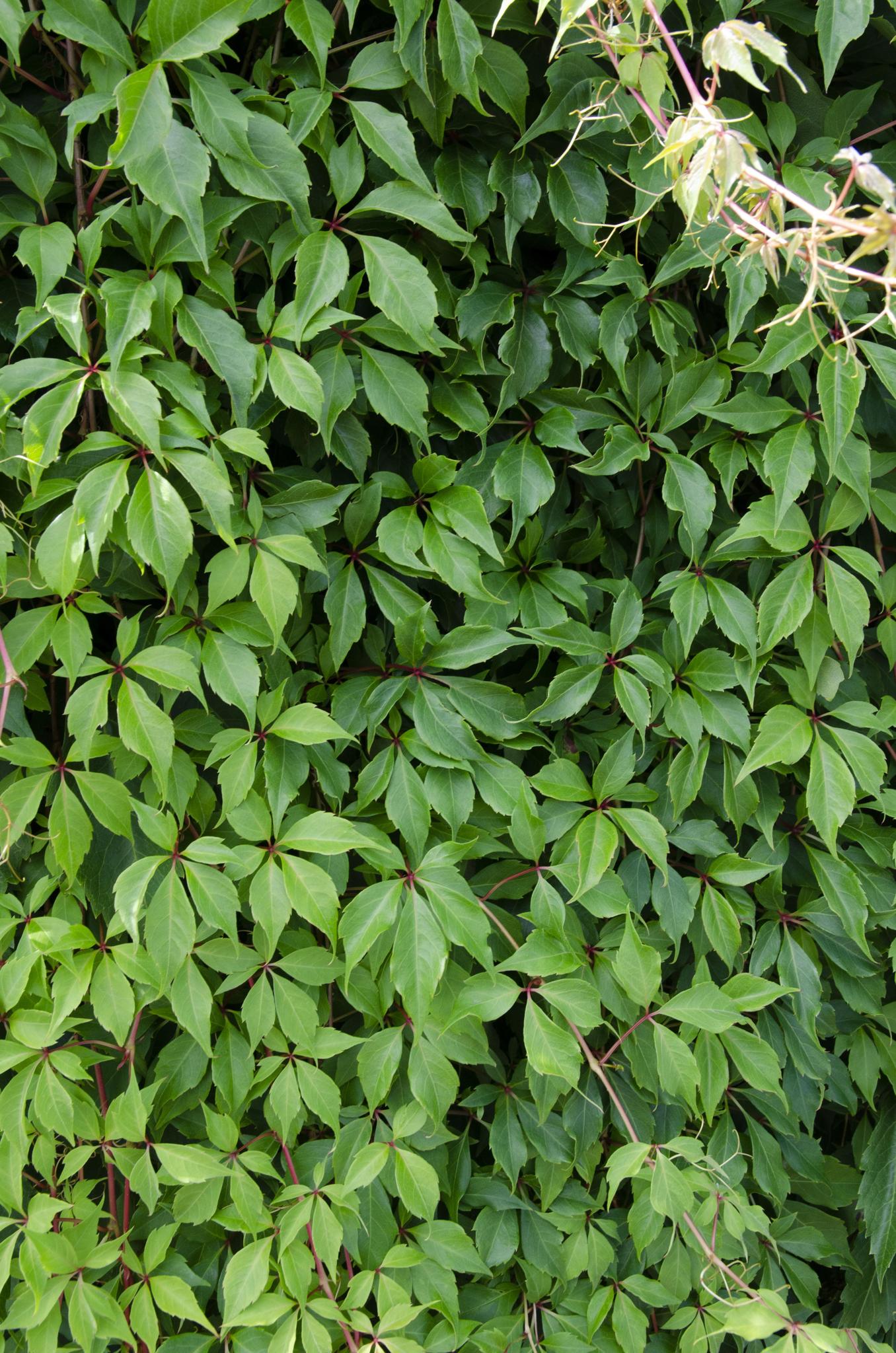 Parthenocissus q. var. 'Engelmannii' - ↨65cm - Ø15cm