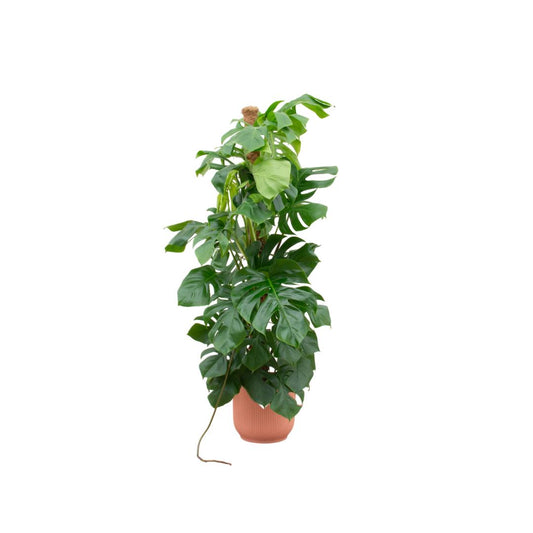 Kombideal - Monstera Pertusum XL - inkl. Elho Vibes Fold Topf rosa Ø30cm - ↨150 cm