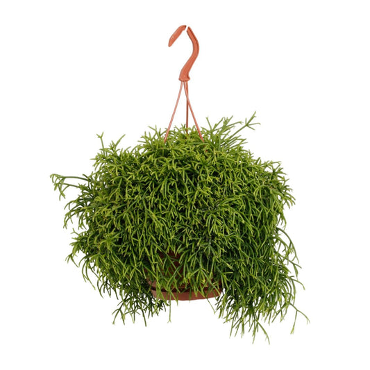 Rhipsalis Heteroclada - Ø21cm - ↨45cm