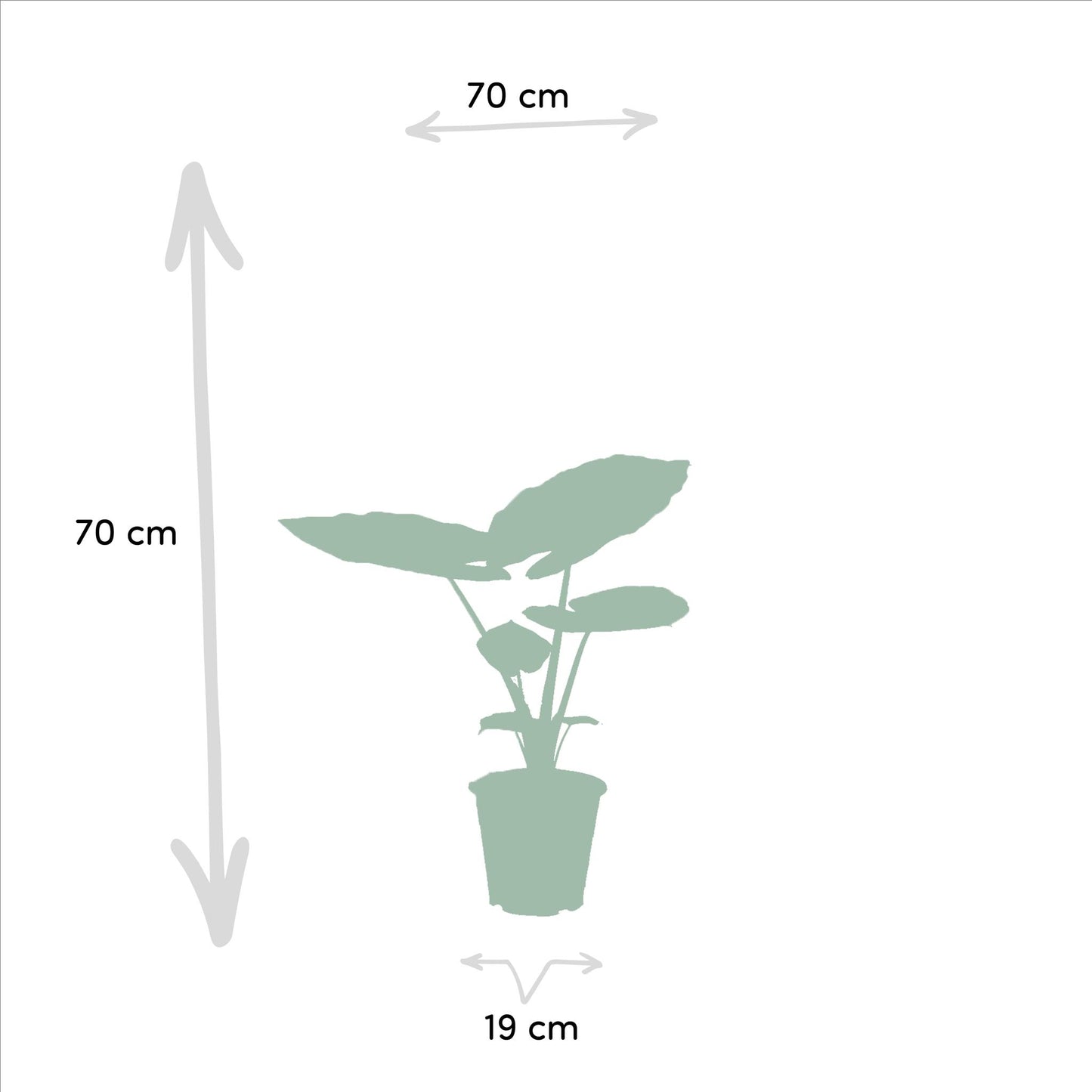 Strelitzia Nicolai - Ø19cm - ↨85cm + Alocasia Macrorrhiza - Ø19cm - ↨70cm