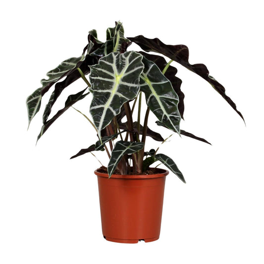 Alocasia Polly - Pfeilblatt - ↨45cm - Ø17cm