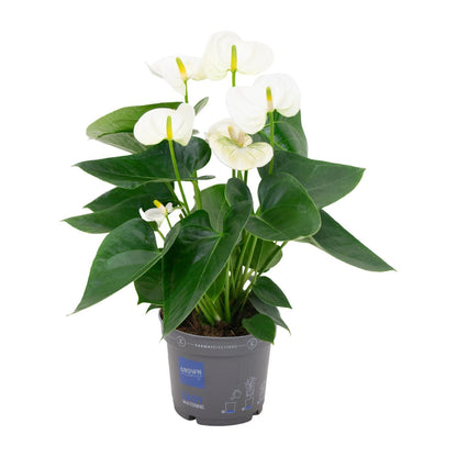 Anthurium White - ↨43cm - Ø12cm