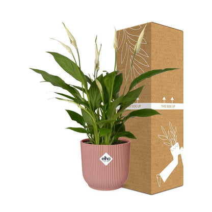 Spathiphyllum Torelli - 30cm-40cm - in ELHO Vibes Fold Topf 14cm rosa