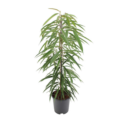 Ficus Binnendijkii Alii - Schmalblättrige Birkenfeige - ↨80cm - Ø21cm