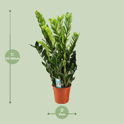 Zamioculcas Zamiifolia - Ø21cm - ↨95cm