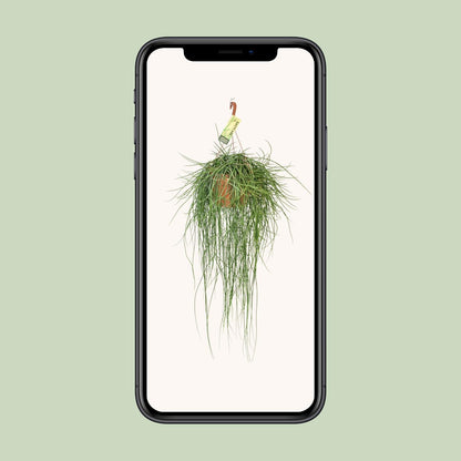 Rhipsalis Floccosa - Ø21cm - ↨70cm