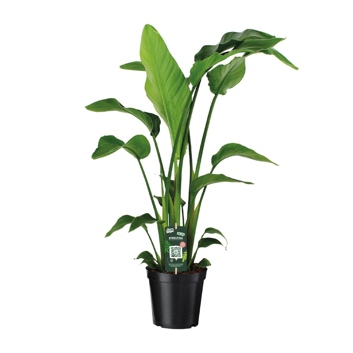 Strelitzia Nicolai - Ø19cm  ↨90cm