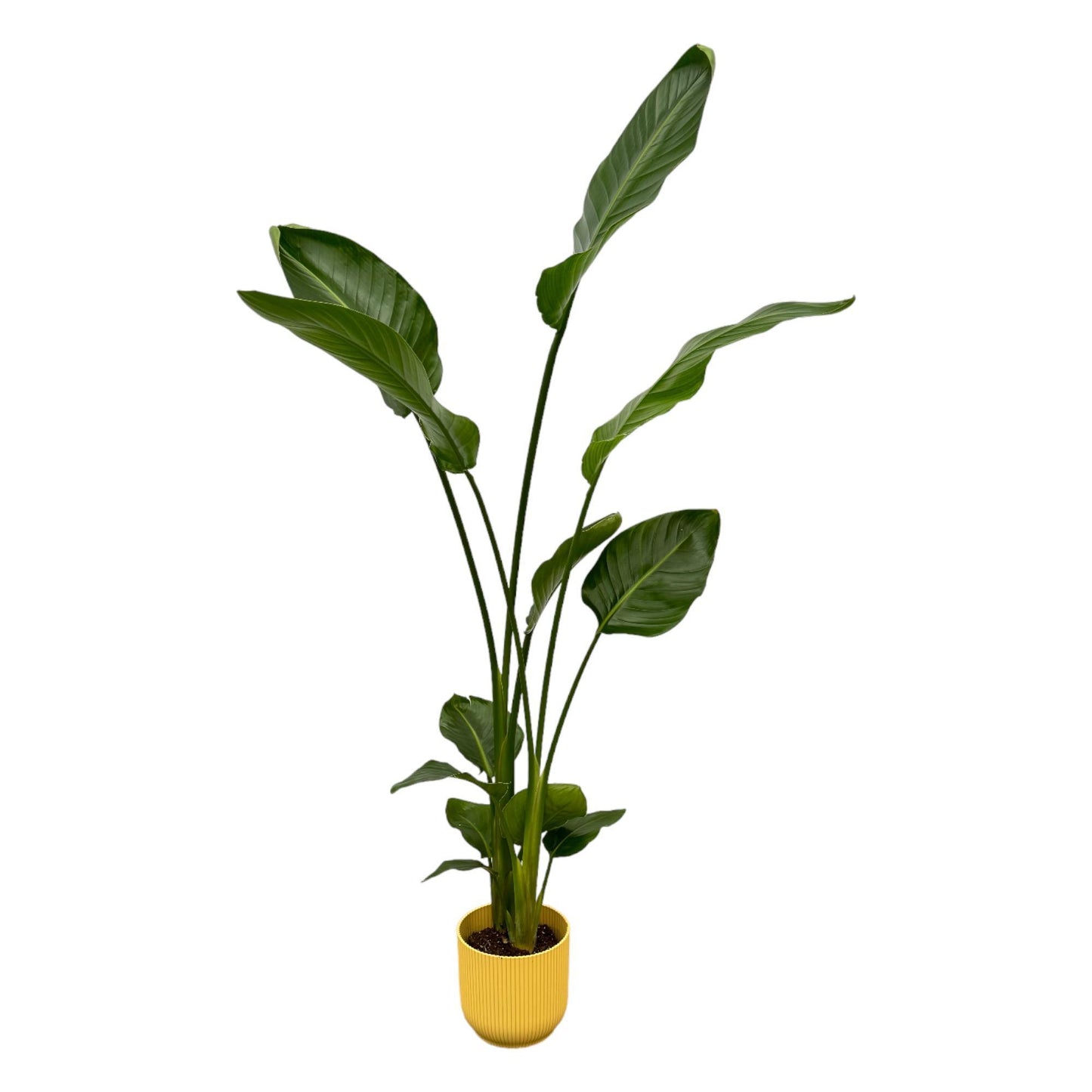 Strelitzia Nicolai inkl. Elho Vibes Fold Topf gelb - ↨100cm - Ø18cm