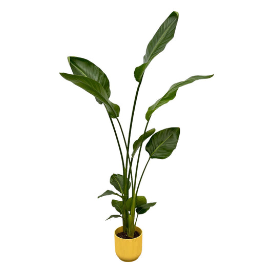 Strelitzia Nicolai inkl. Elho Vibes Fold Topf gelb - ↨100cm - Ø18cm