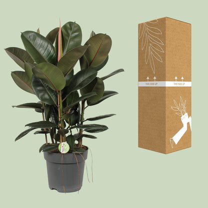 Ficus Robusta - Gummibaum - Ø27cm - ↨90cm