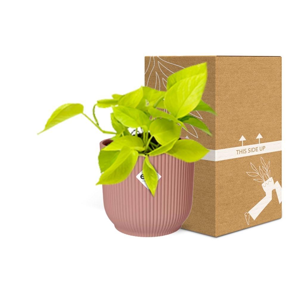 Epipremnum Pinnatum ‘Golden Pothos’ - 10cm-20cm in ELHO Vibes Fold Topf 14cm rosa