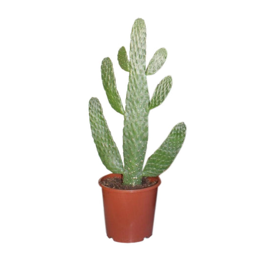 Opuntia Consolea - Ø17cm - ↨55cm