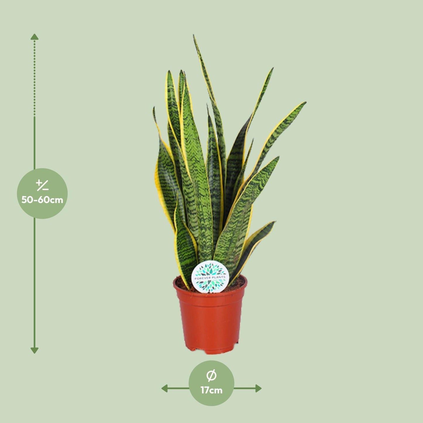 Sansevieria Trifasciata Laurentii - Ø17cm - ↨60cm