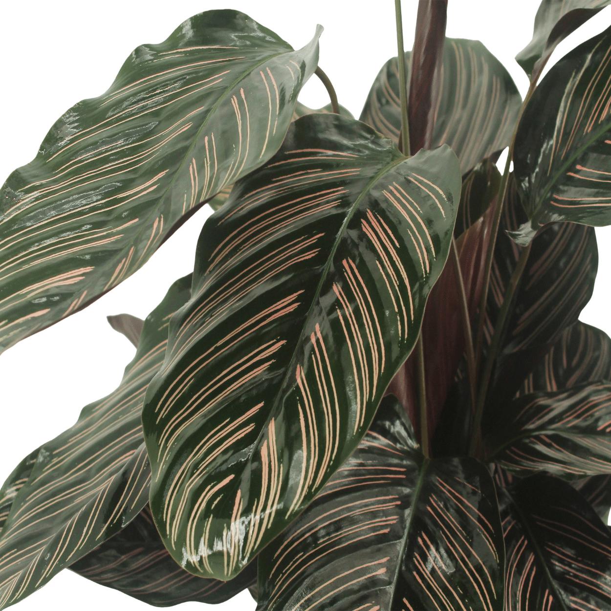 2x Calathea Ornata - Pfauenpflanze - ↨50cm - Ø14cm