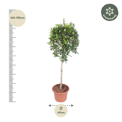 Ficus Nitida - ↨170cm - Ø40cm