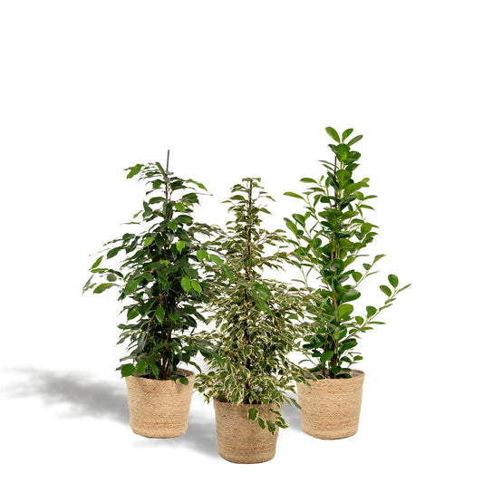 Ficus Benjamina Danielle - Ø21cm - ↨95cm + Ficus Benjamina Twilight - Ø21cm - ↨95cm + Ficus Microcarpa Moclame - Ø21cm - ↨95cm + Korb Selin