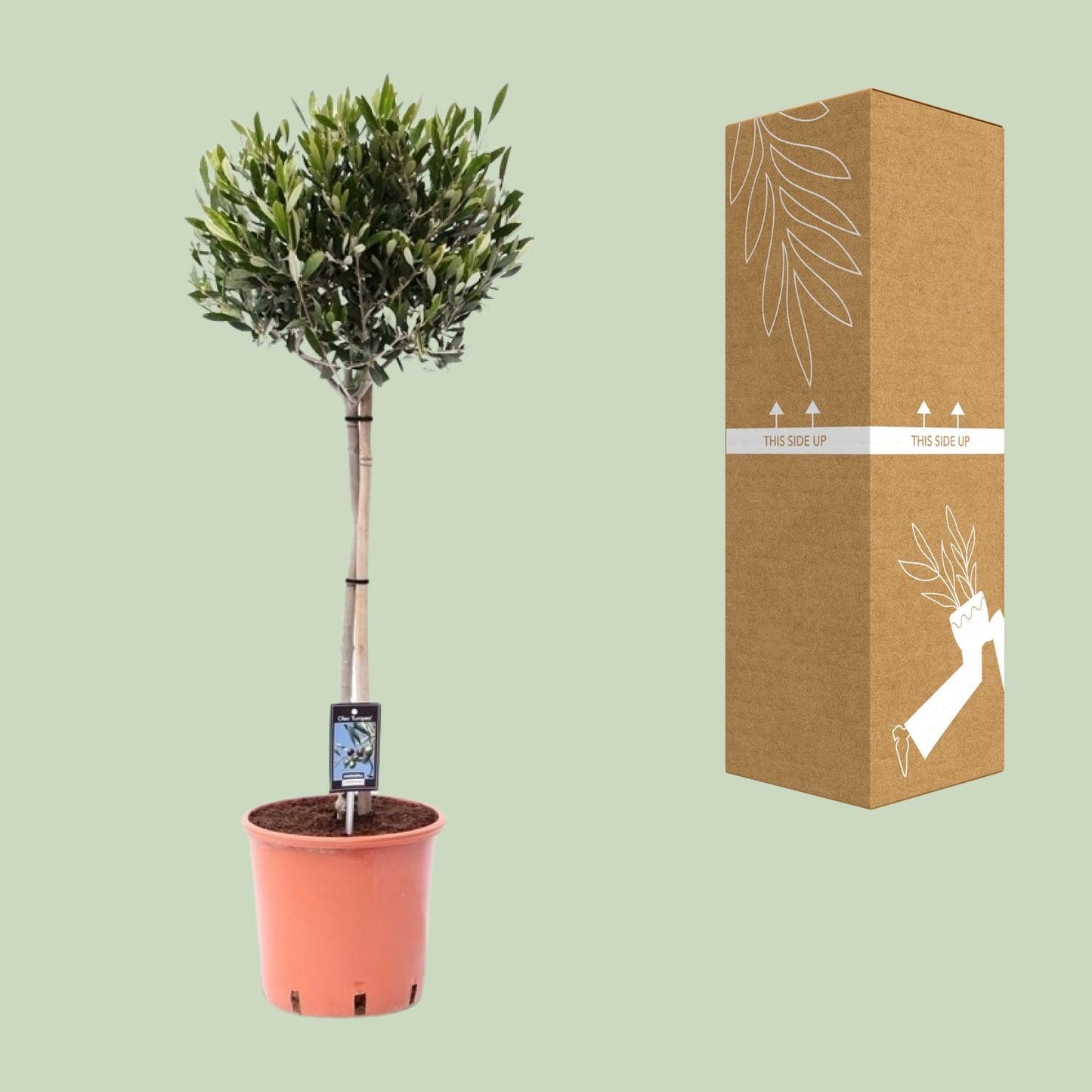 Olea Olijf - Ø22cm - ↨100cm