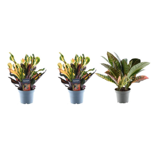 3x Croton Codiaeum - Wunderstrauch mix - ↨30cm - Ø12cm