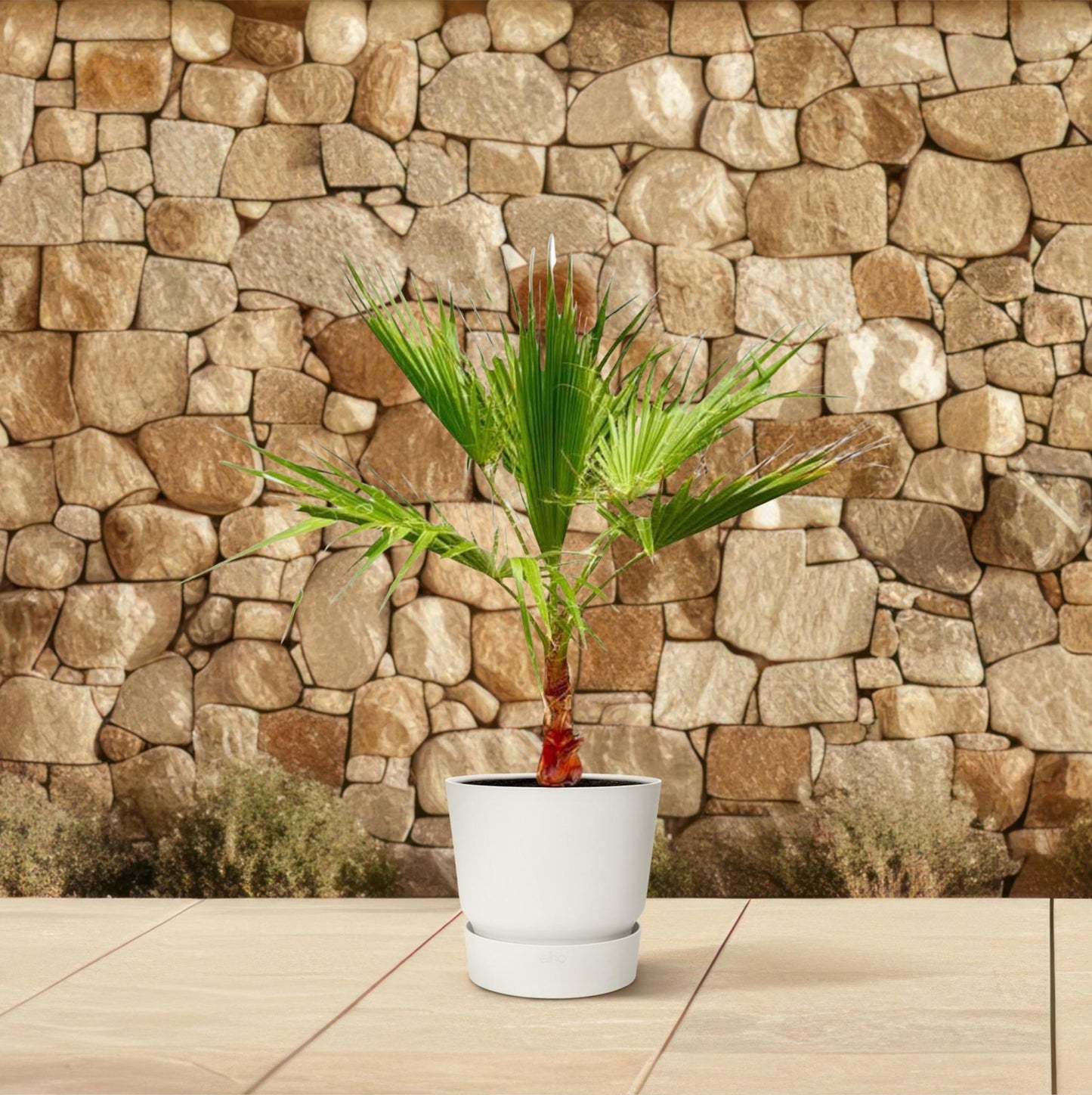 Washingtonia - Fächerpalme - ↨100cm - Ø21cm