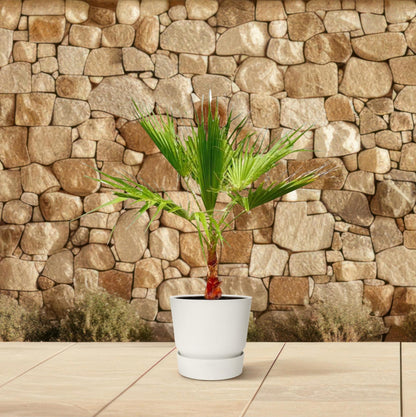 Washingtonia - Fächerpalme - ↨100cm - Ø21cm