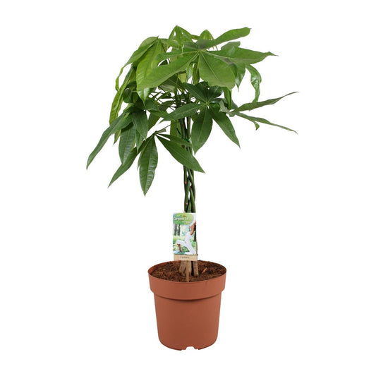 Pachira Aquatica - Ø21cm - ↨90cm