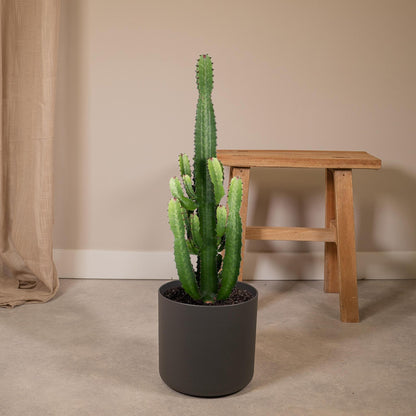 Euphorbia Acrurensis - Ø24cm - ↨60cm