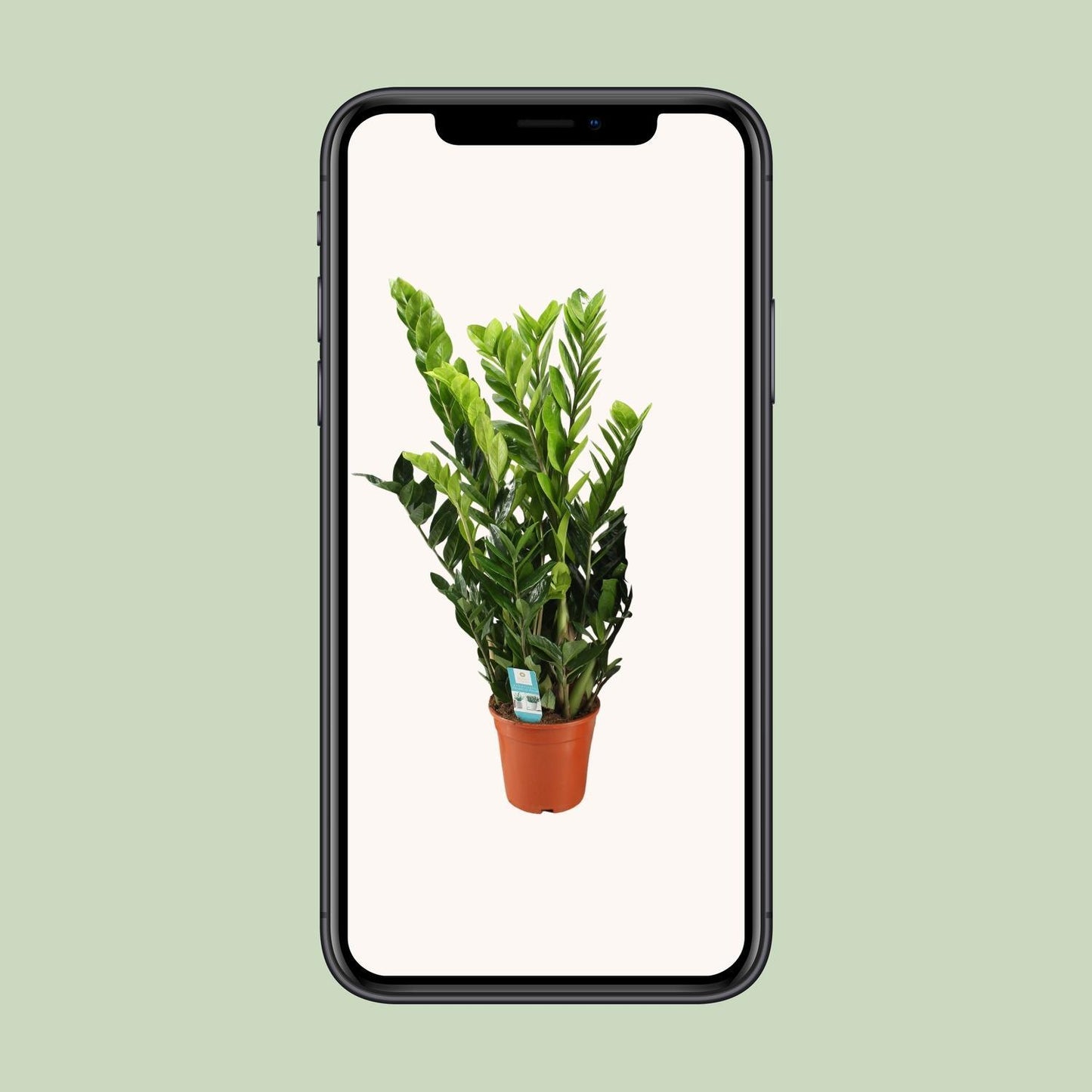 Zamioculcas Zamiifolia - Ø21cm - ↨95cm