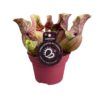 Sarracenia Venosa - Ø12cm - ↨20cm