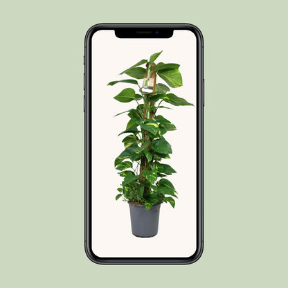 Scindapsus Epipremnum - Ø24cm - ↨120cm