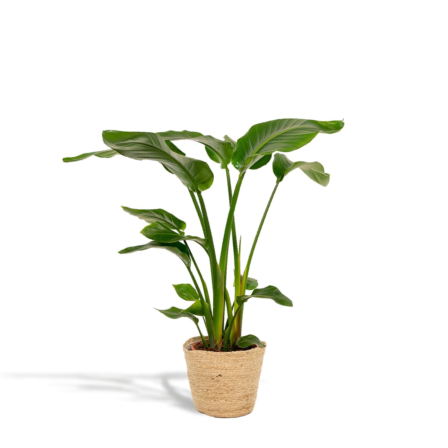 Strelitzia Nicolai - Ø19cm - ↨90cm + Korb Selin