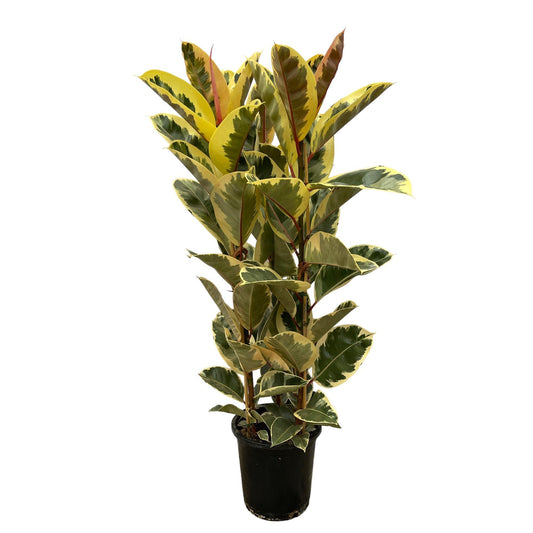 Ficus Tineke - Gummibaum  - ↨160cm - Ø28cm