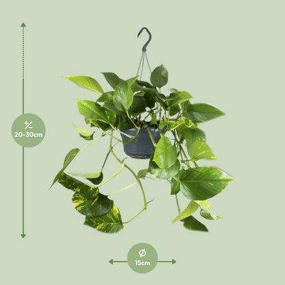 Epipremnum Pinnatum - Ø15cm - ↨25cm