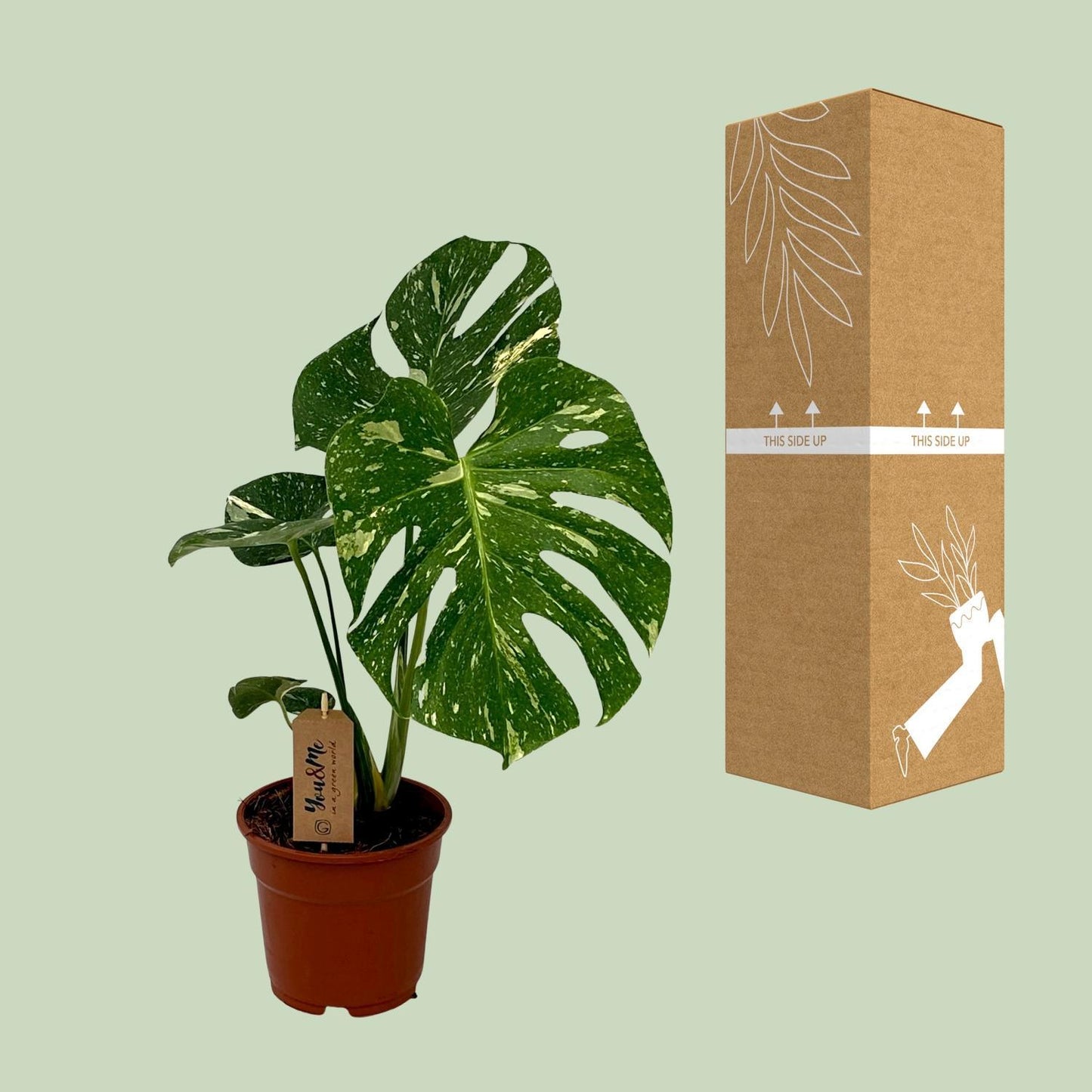 Monstera Deliciosa - Ø17cm - ↨50cm