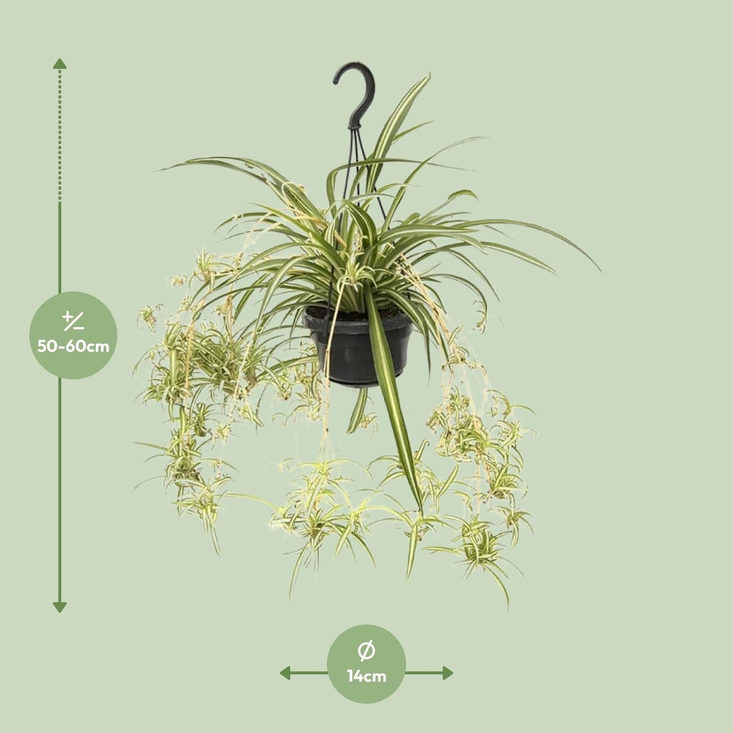 Chlorophytum Comosum - Grünlilie - Ø14cm - ↨55cm