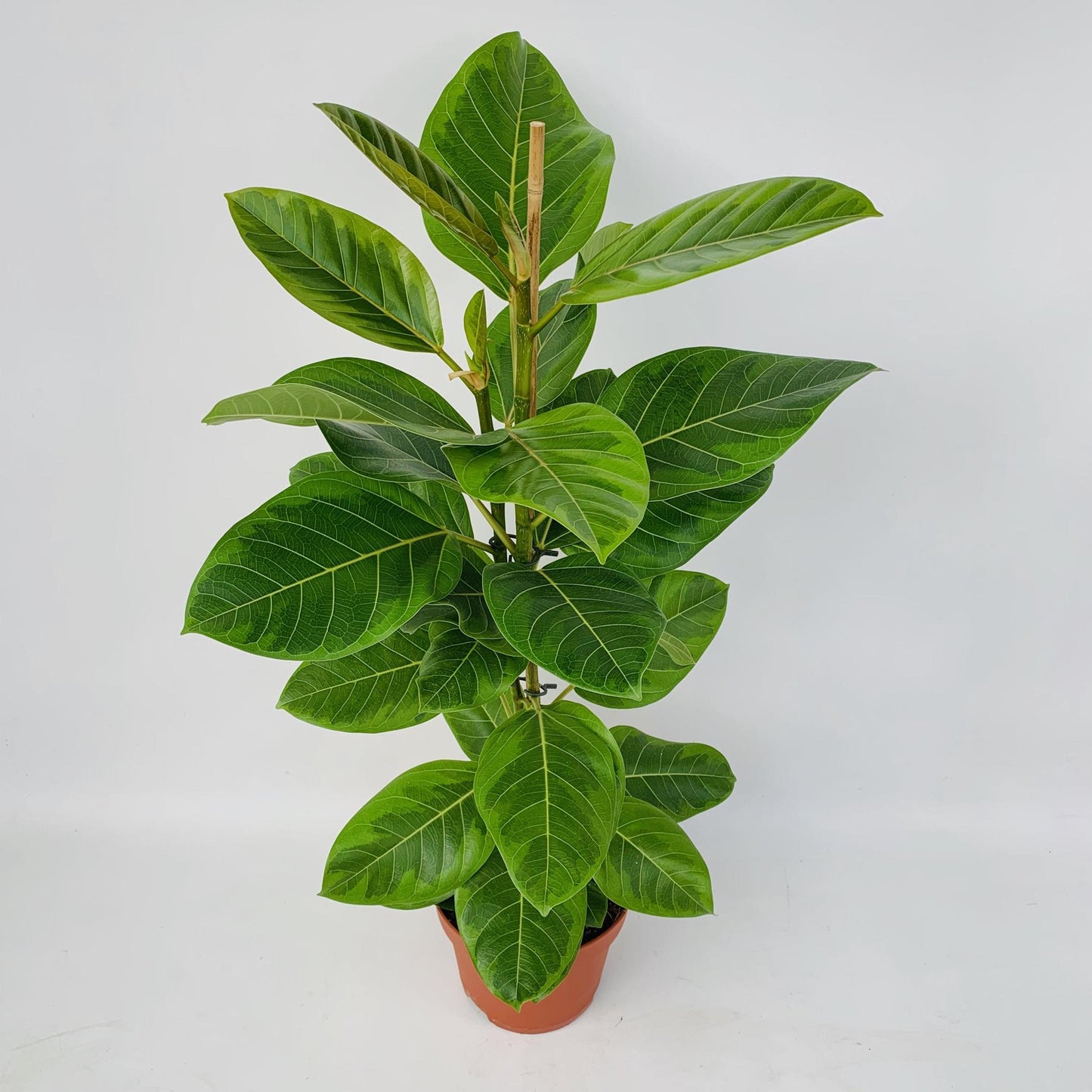 Ficus Altissima - Goldene Feige - Ø21cm - ↨95cm