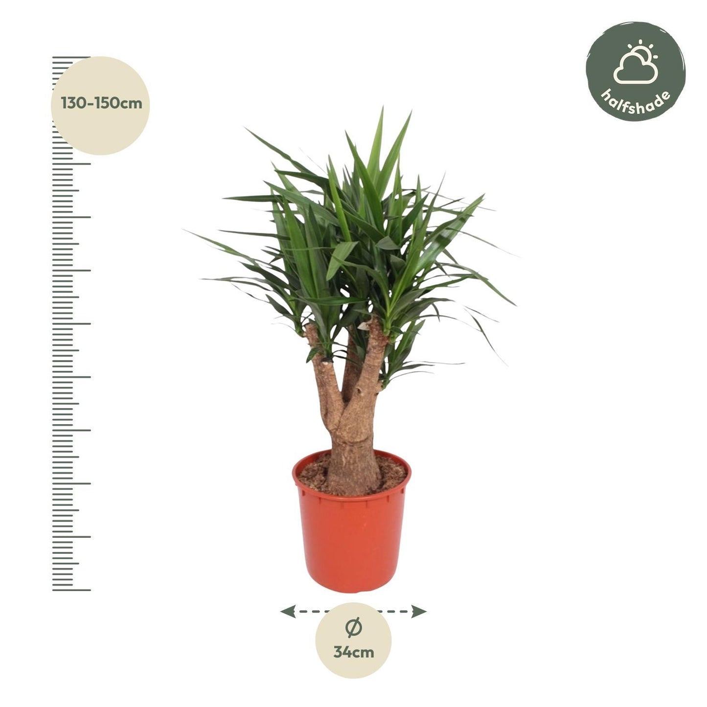 Yucca Elephantipes verzweigt - ↨140cm - Ø34cm