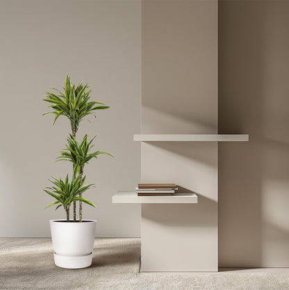 Dracaena Lemon Lime - Drachenbaum - Ø140cm - ↨24cm