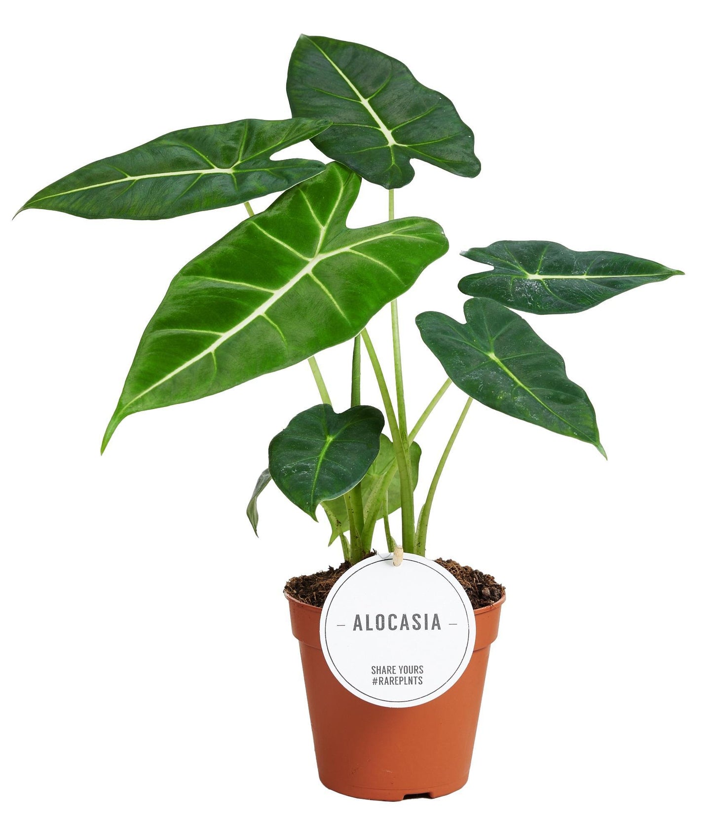 Alocasia Frydek - Friedrichs Elefanten Ohr - ↨30-40cm -  Ø12cm