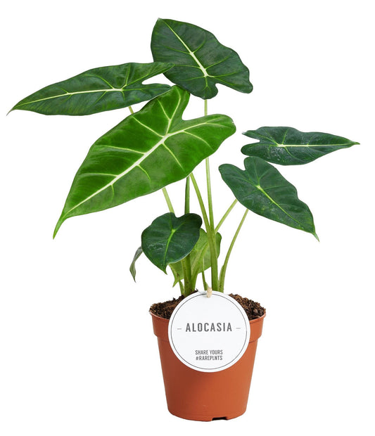 Alocasia Frydek - Friedrichs Elefanten Ohr - ↨30-40cm -  Ø12cm