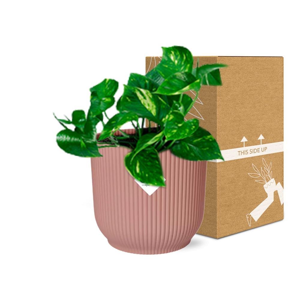 Epipremnum Pinnatum ‘Aureum’ ↨10cm-20cm in ELHO Vibes Fold Ø14cm rosa