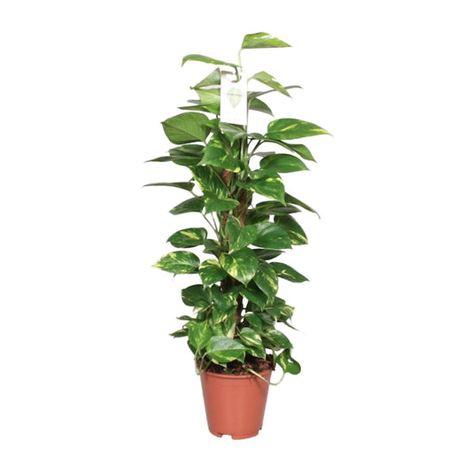 Epipremnum Pinnatum - ↨70cm-80cm - Ø19cm