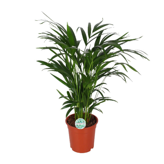 Areca Dypsis Lutescens - Goldfruchtpalme - ↨60cm - Ø17cm