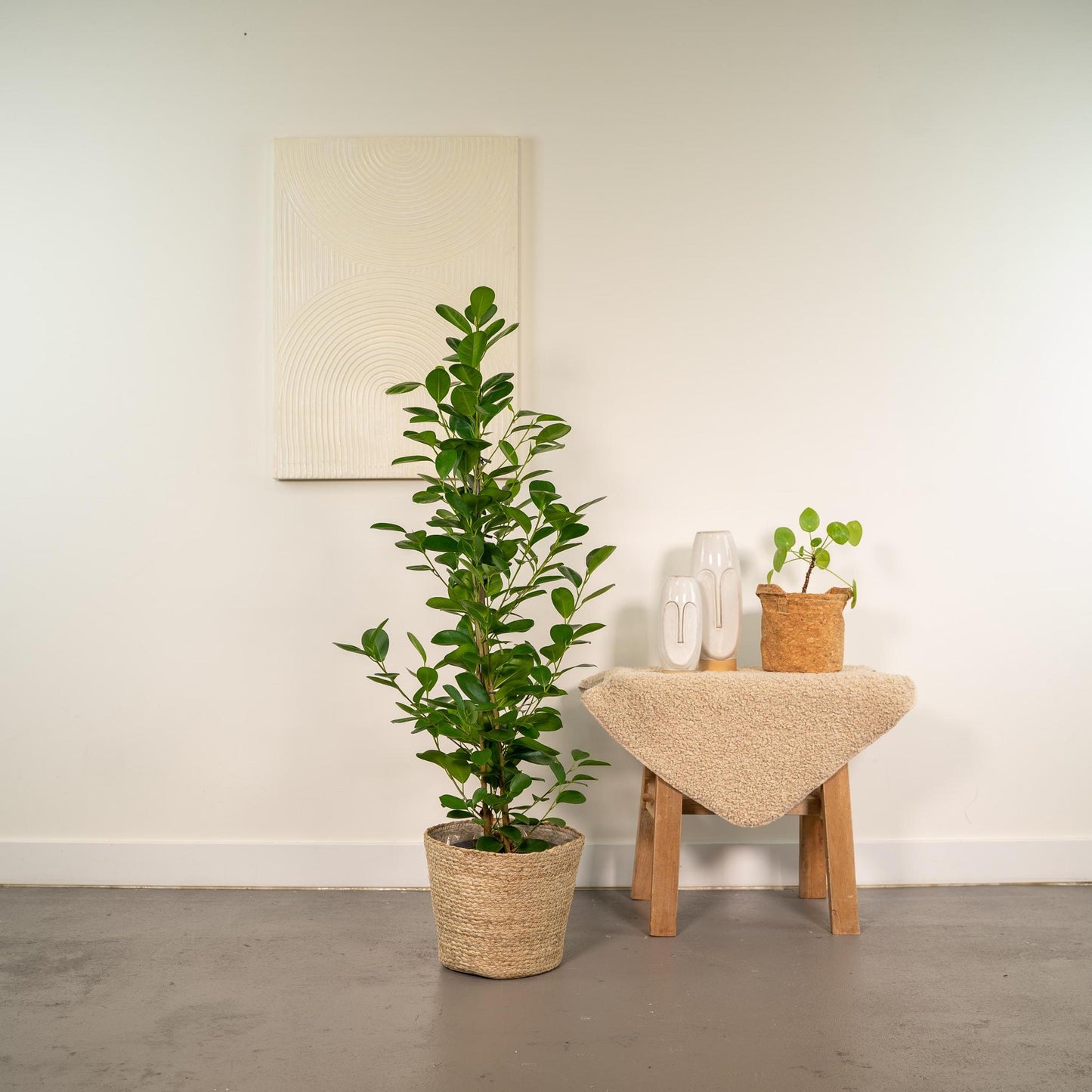 Ficus microcarpa Moclame - Chinesische Feige - Ø21cm - ↨95cm + Korb Selin