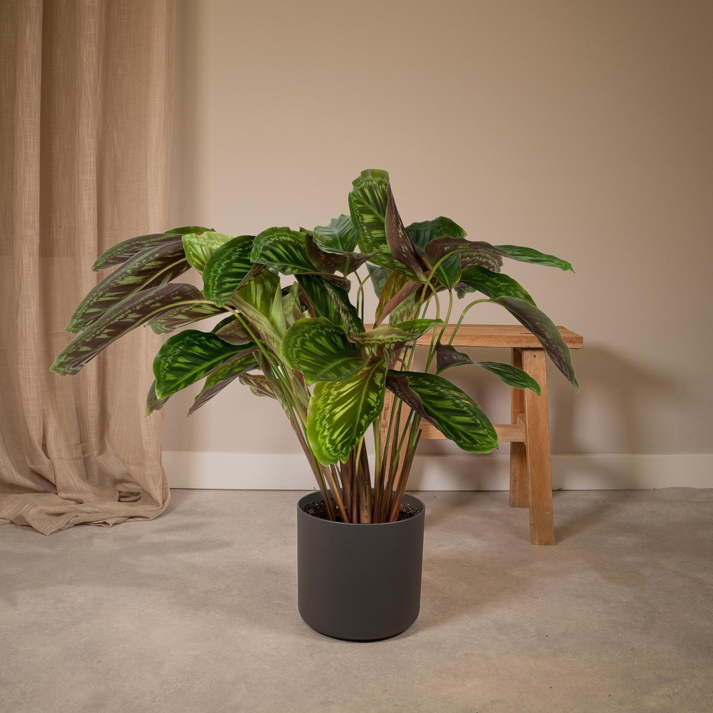 Calathea Flammenstern - Pfauenpflanze- ↨75cm - Ø19cm