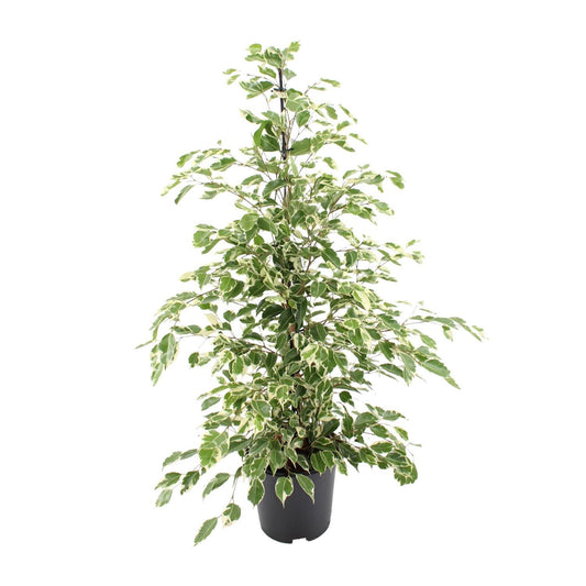 Ficus benjamina Twilight - Ø21cm - ↨95cm