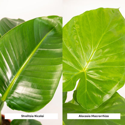 Strelitzia Nicolai - Ø19cm - ↨85cm + Alocasia Macrorrhiza - Ø19cm - ↨70cm