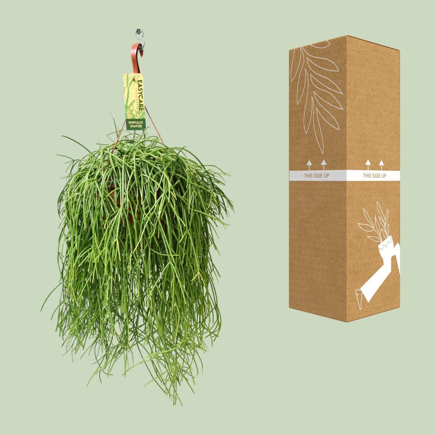 Rhipsalis Baccifera Shaferi - Ø21cm ↨60cm