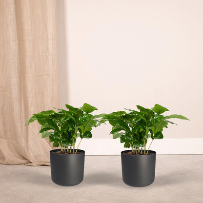 2x Coffea Arabica - Kaffeepflanze - Ø12cm - ↨25cm