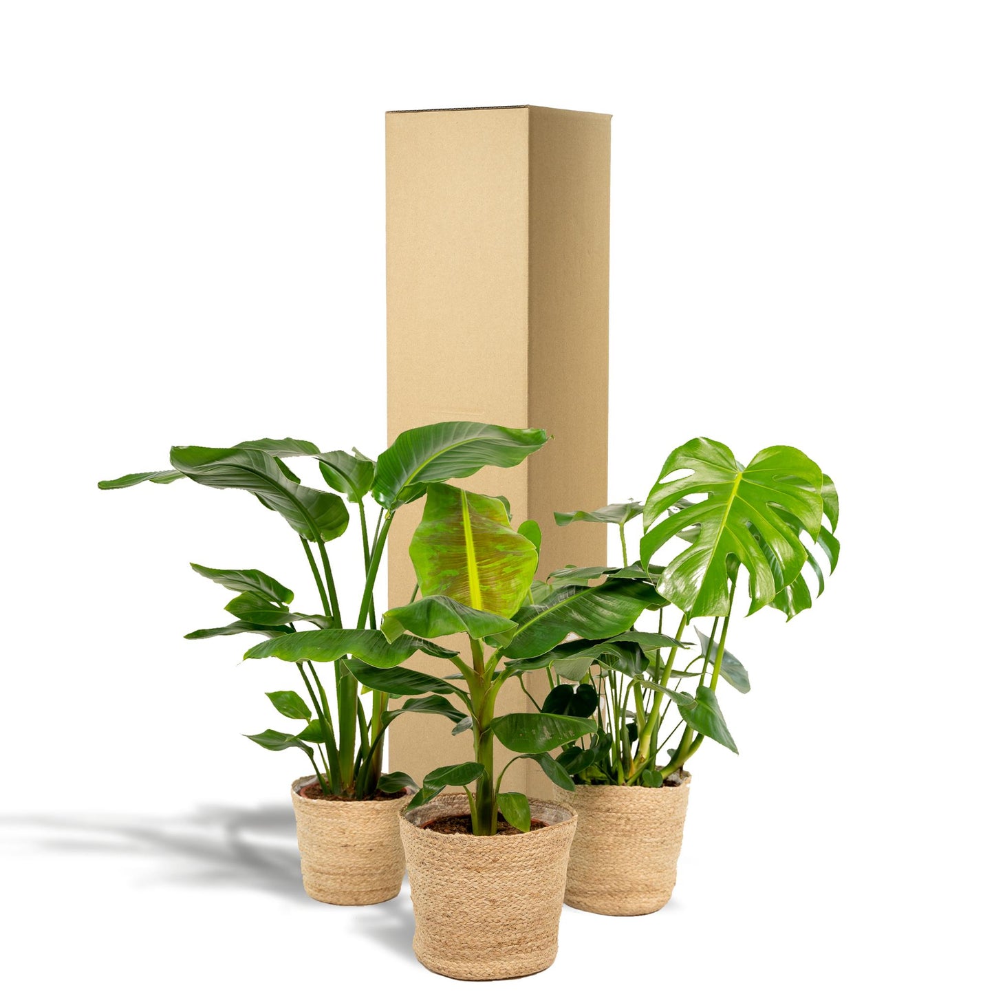 Monstera Deliciosa - Ø21cm - ↨75cm + Alocasia Zebrina - Ø19cm - ↨75cm + Strelitzia Nicolai - Ø19cm - ↨85cm + Korb Selin