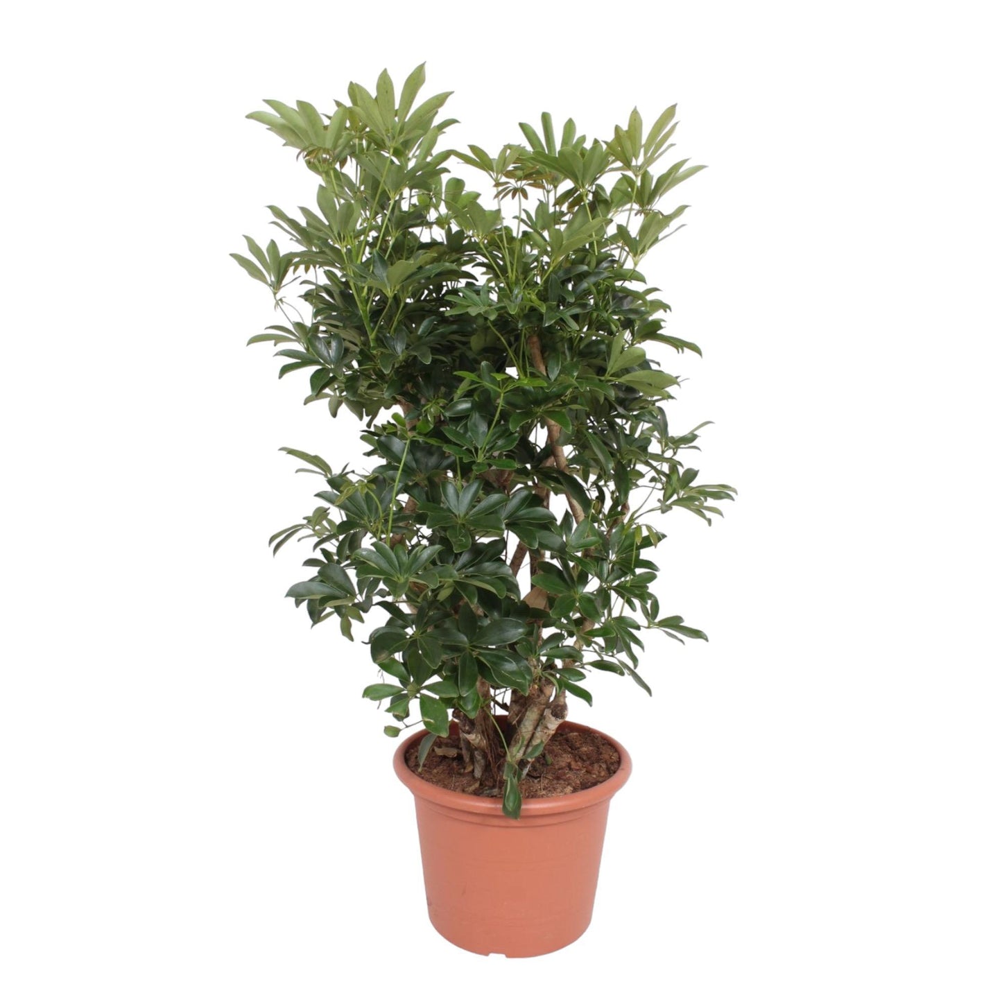 Schefflera Arboricola Compacta verzweigt - ↨140cm - Ø40cm